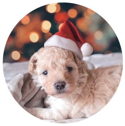 Puppy Party 寵物派對